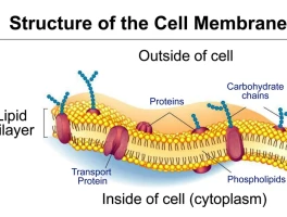 Plasma Breakthrough: What It Is & Why It's the Future of Everything
